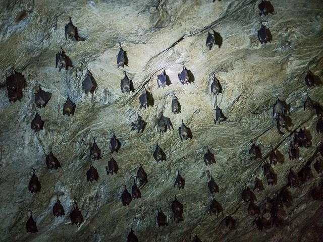 Bat Cave