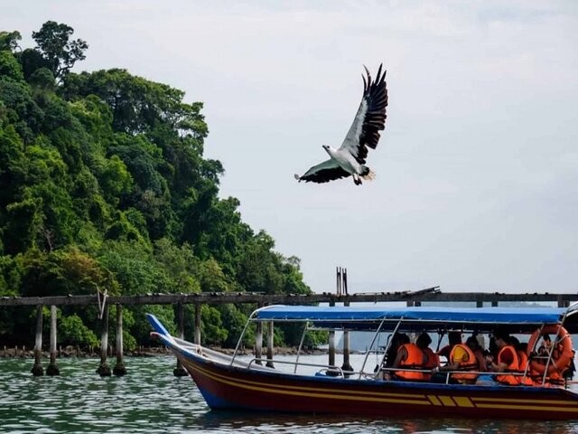 Eagle Feeding