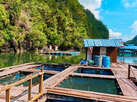 Fish Farm
