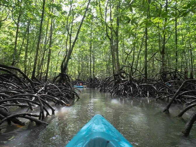 Mangrove Sight-seeing