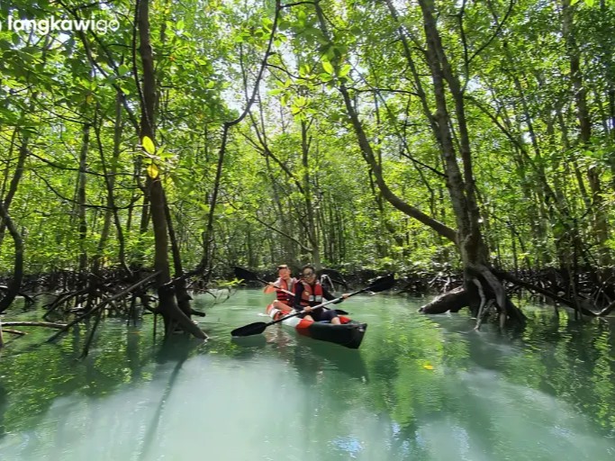 Mangrove Sight-seeing